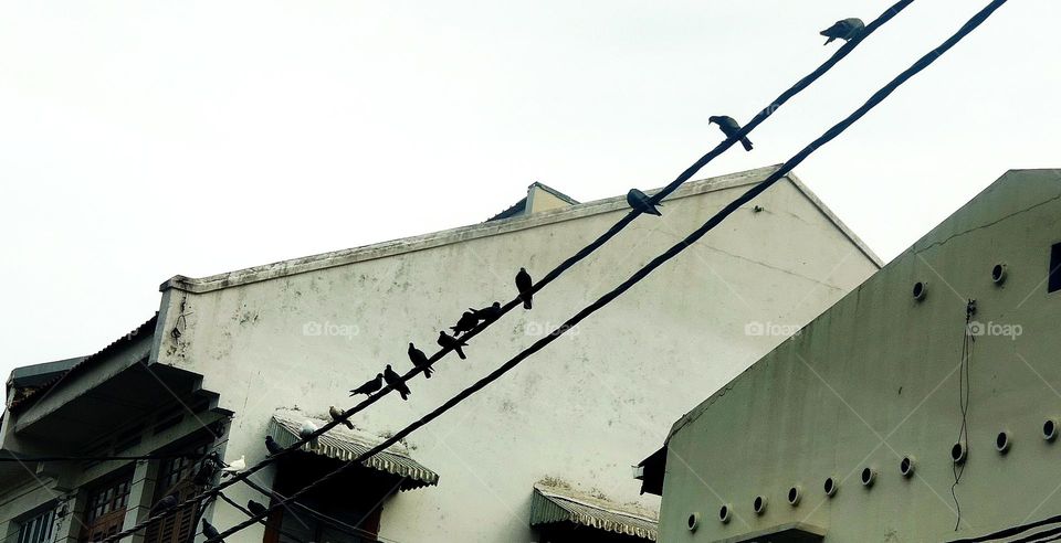 Pigeons rest on high power cable.