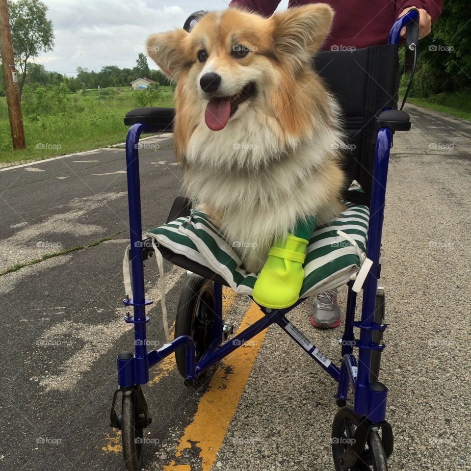 Teagen the broken leg corgi