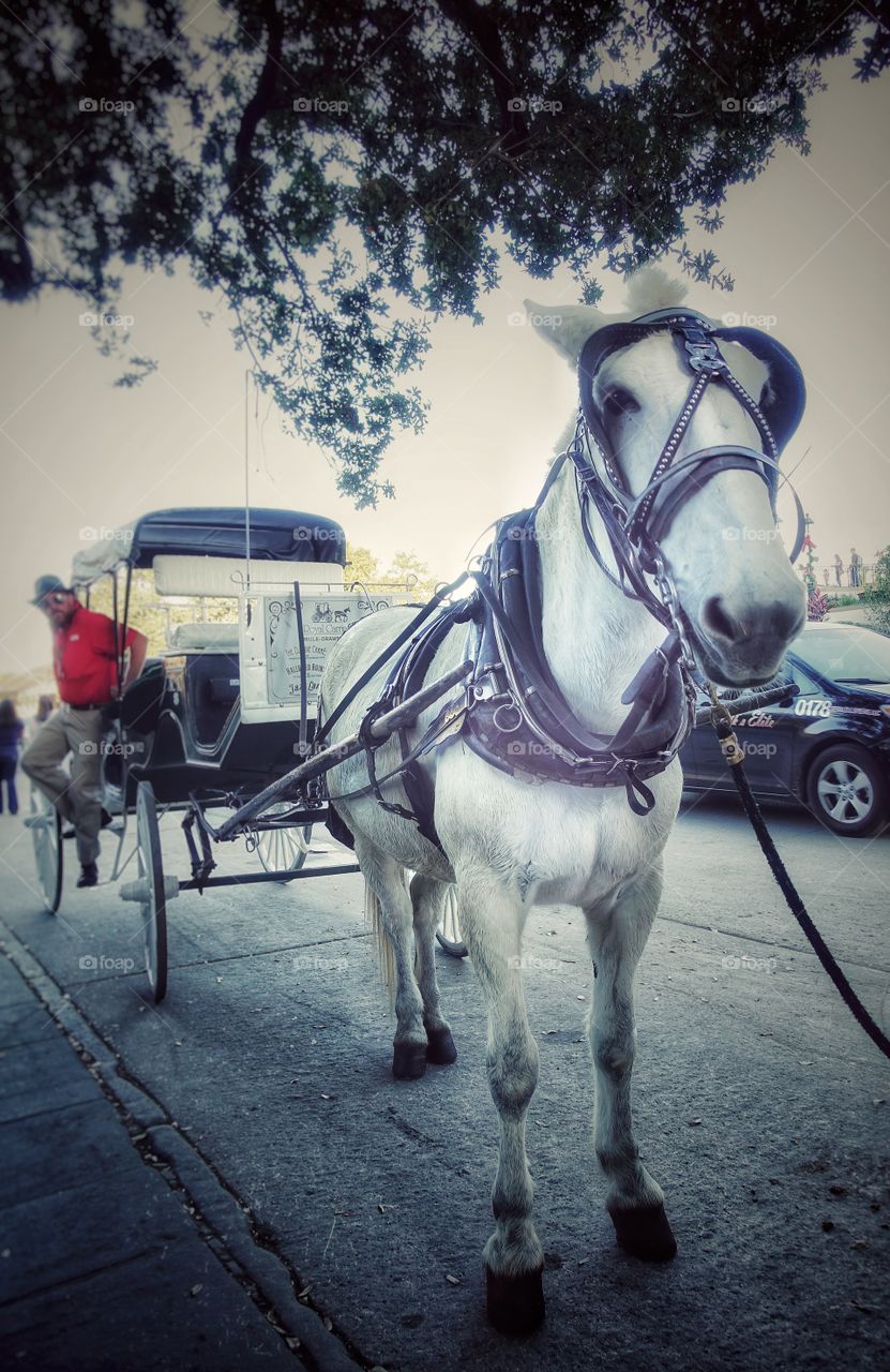 Horse and carriage tours are conducted for visitors around the French Quarter, New Orleans, Louisiana, USA. This particular horse is ready to pick up new passengers.