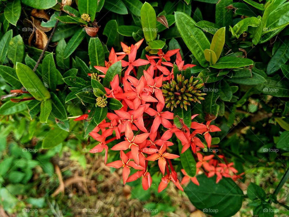 Ixora