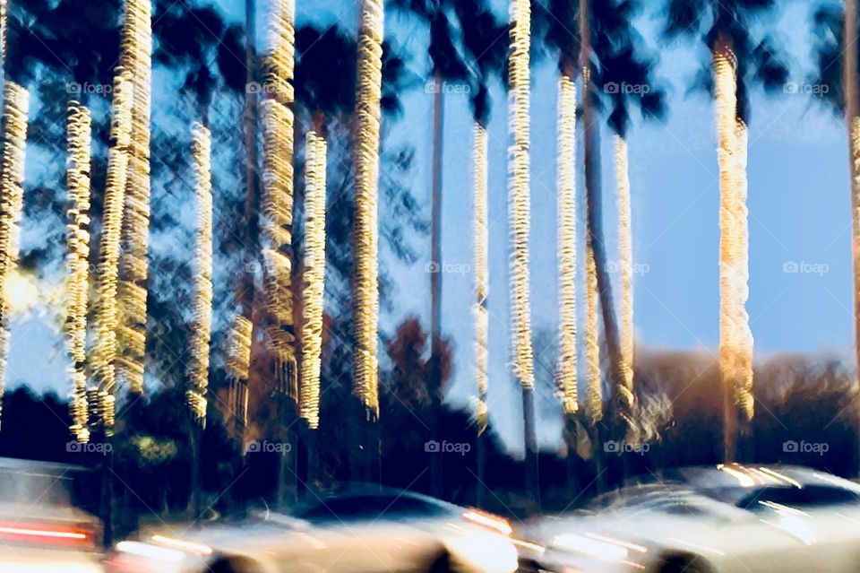 Palm trees along the road illuminated for holidays 