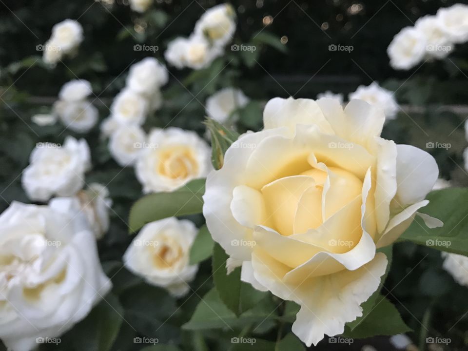 An evening in Lazienki Krolewskie Park in Warsaw. Among rose bushes 