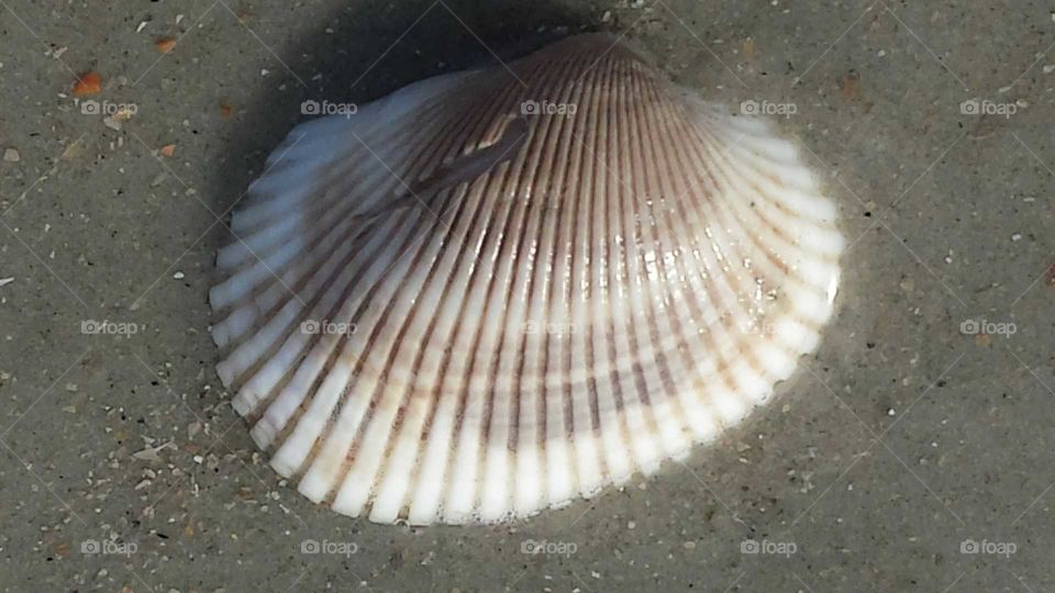 shell