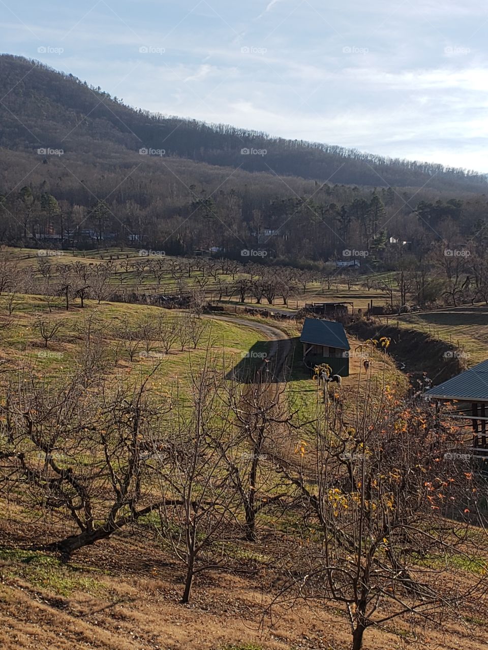 Apple orchard in the winter