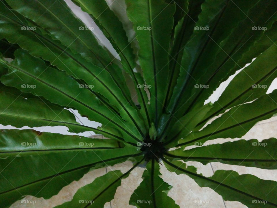 Flora, Leaf, No Person, Nature, Growth