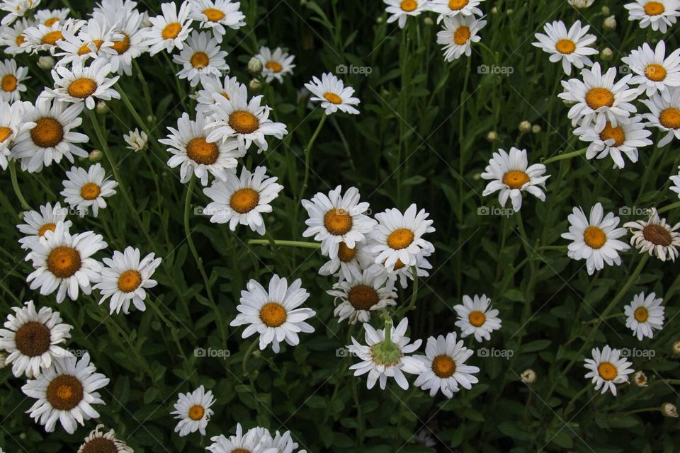 Daisies 