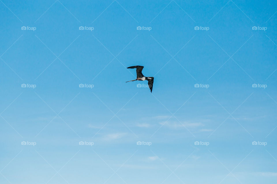 Pássaro voando numa praia com paisagem linda e fantástica no Brasil, na região do Lagos no Rio de Janeiro, em Búzios. Uma ilha incrível de conhecer!