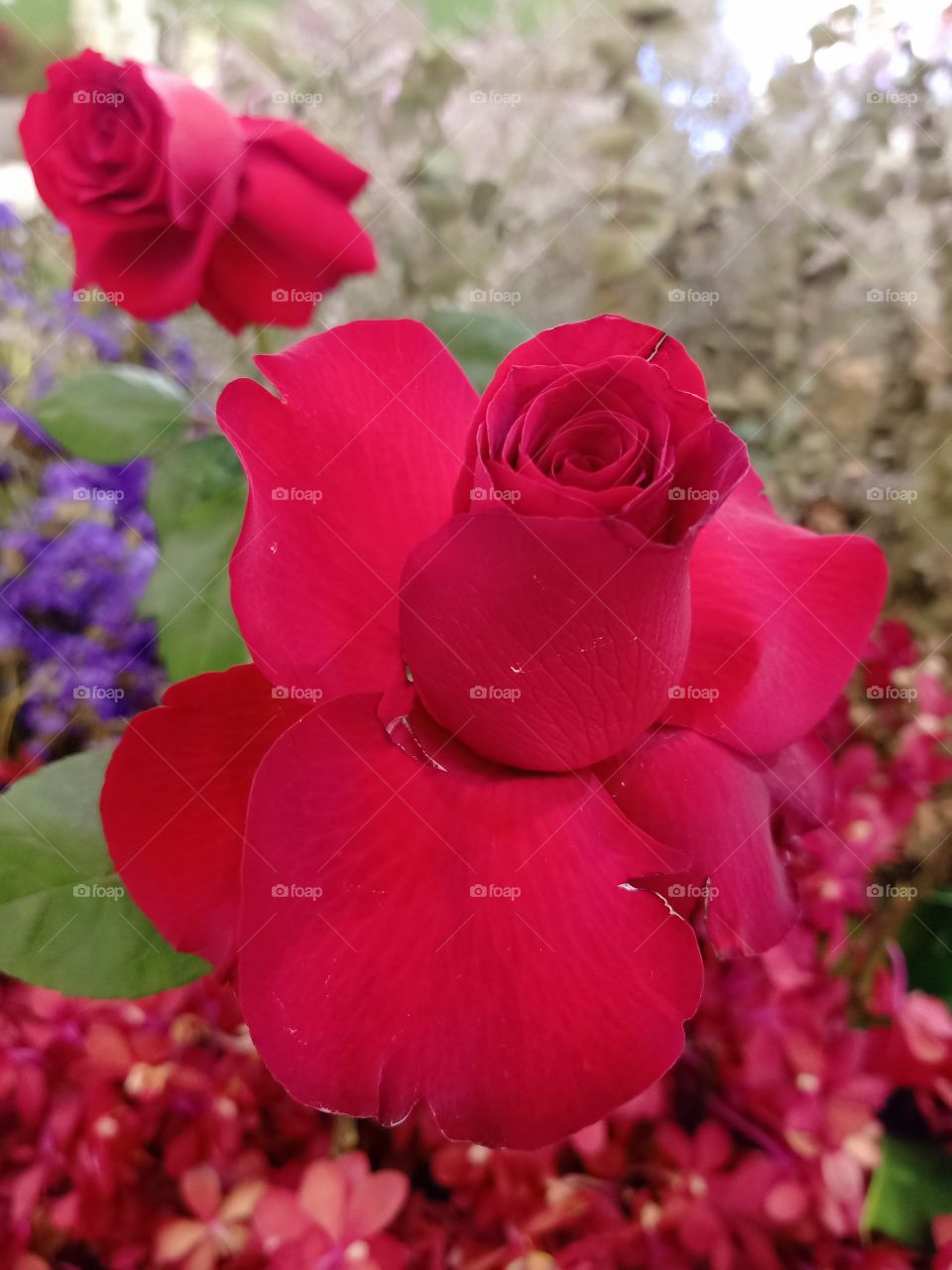 Beautiful red rose