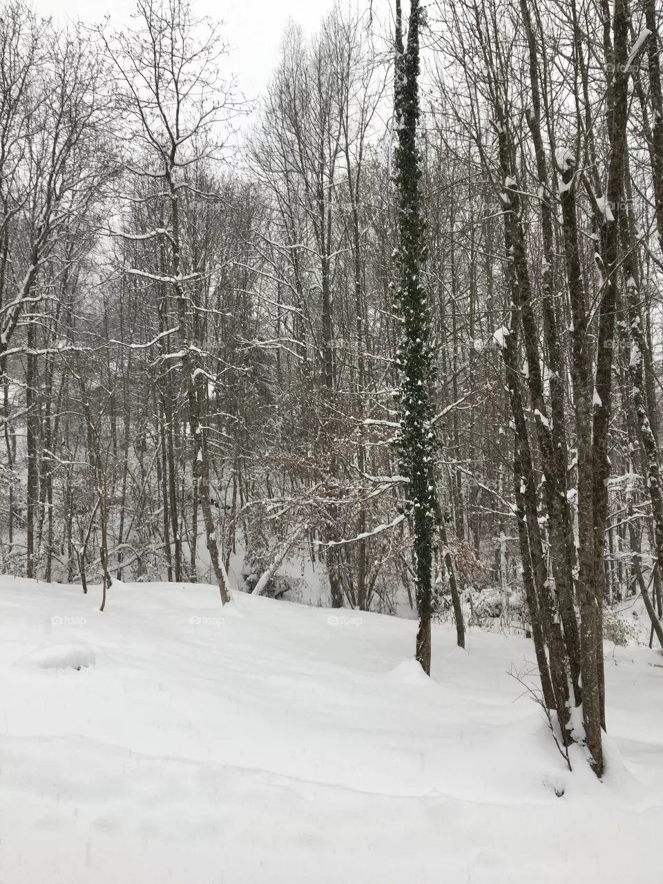 Snowscape