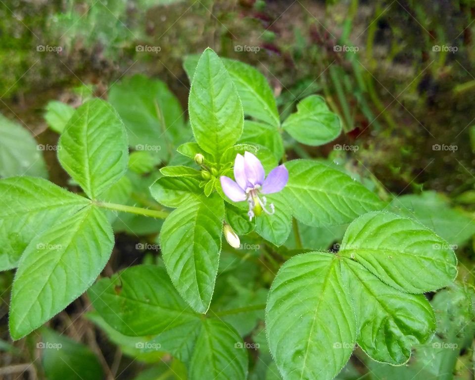 Purple flower on the park