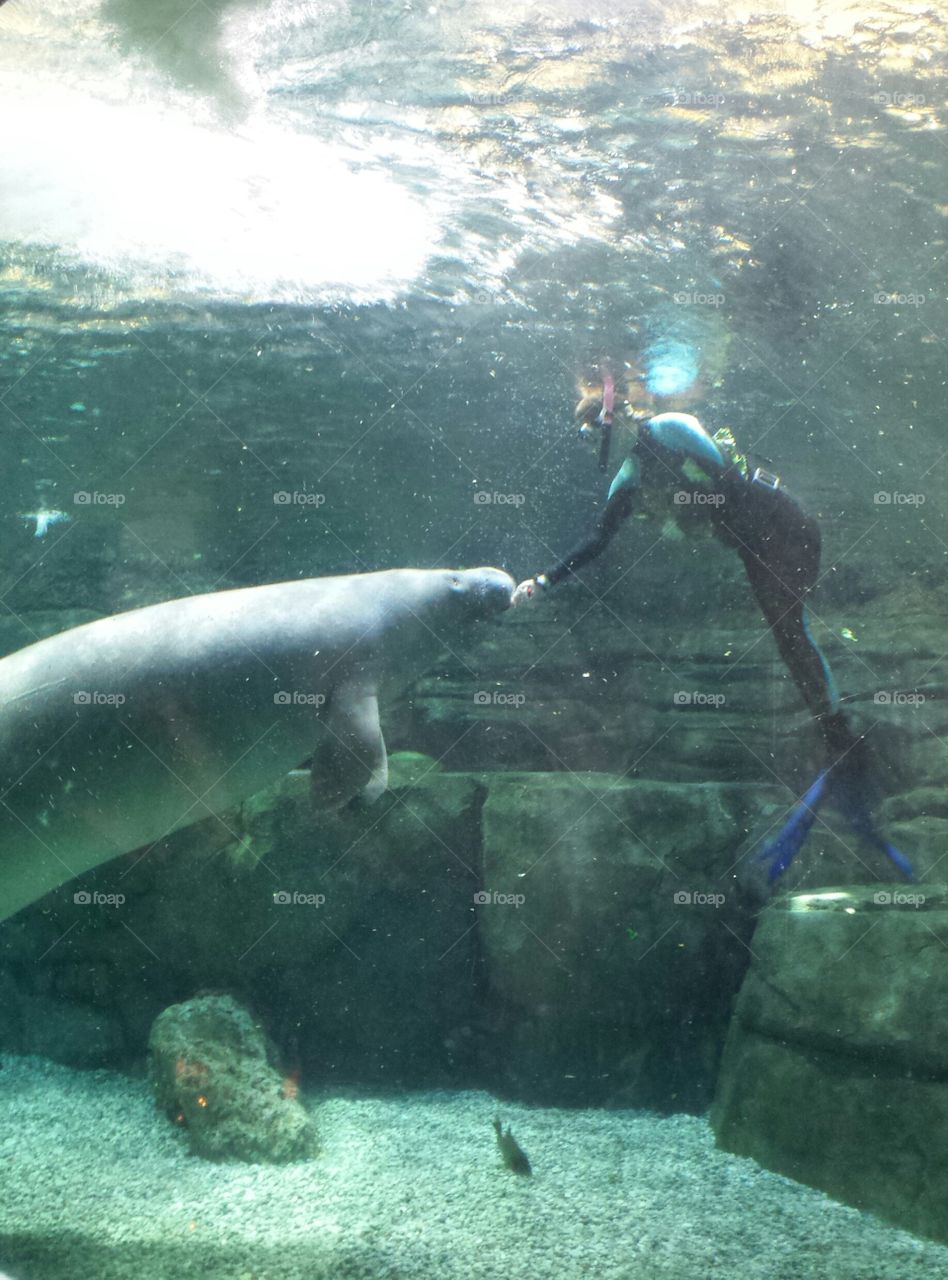 Lunch Time. Manatees gets their lunch from diver.