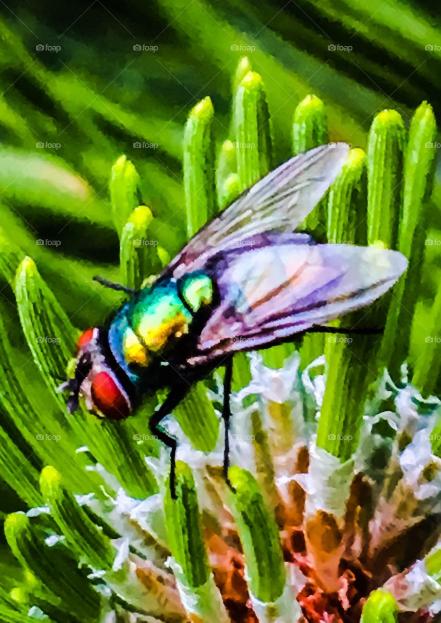 Big colourful fly on the pine tree 