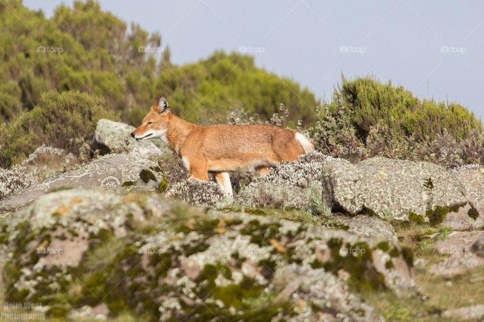 Ethiopian wolf 3