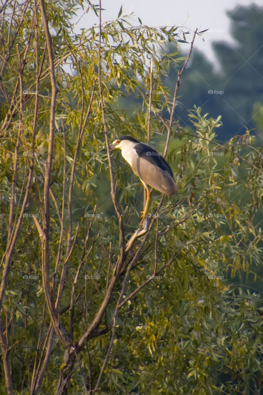 Night heron (Nycticorax nycticorax)