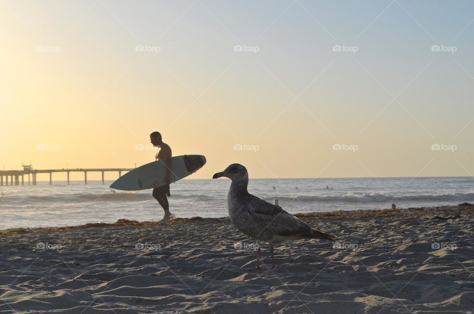 Surfing culture and a bird view collide on Ocean Beach coastline in San Diego, CA. 