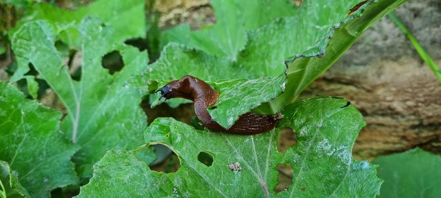 Slug on the leaves