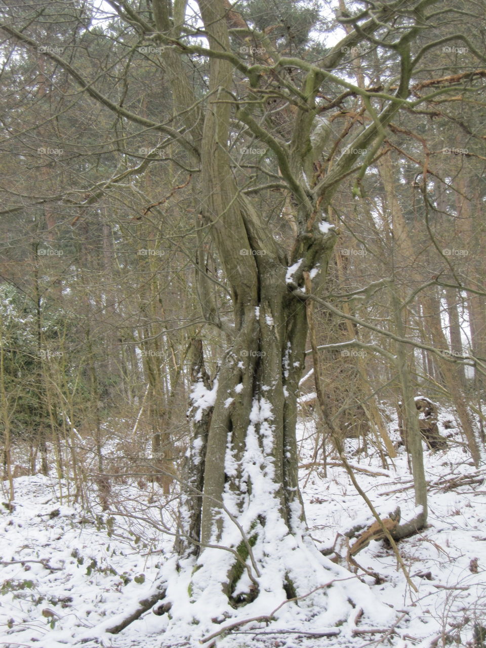 Woodland Snow