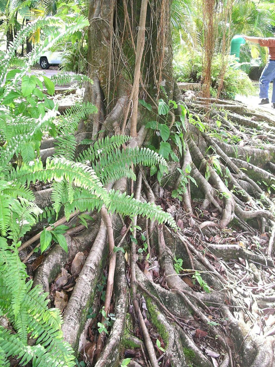 Root system