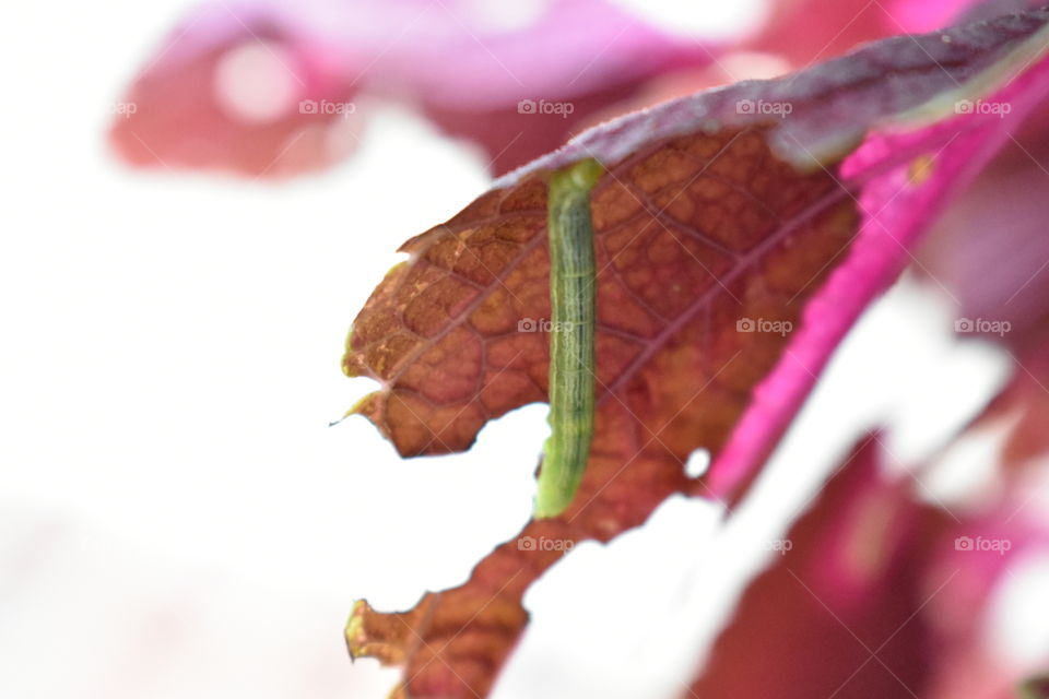 Inch worm close up