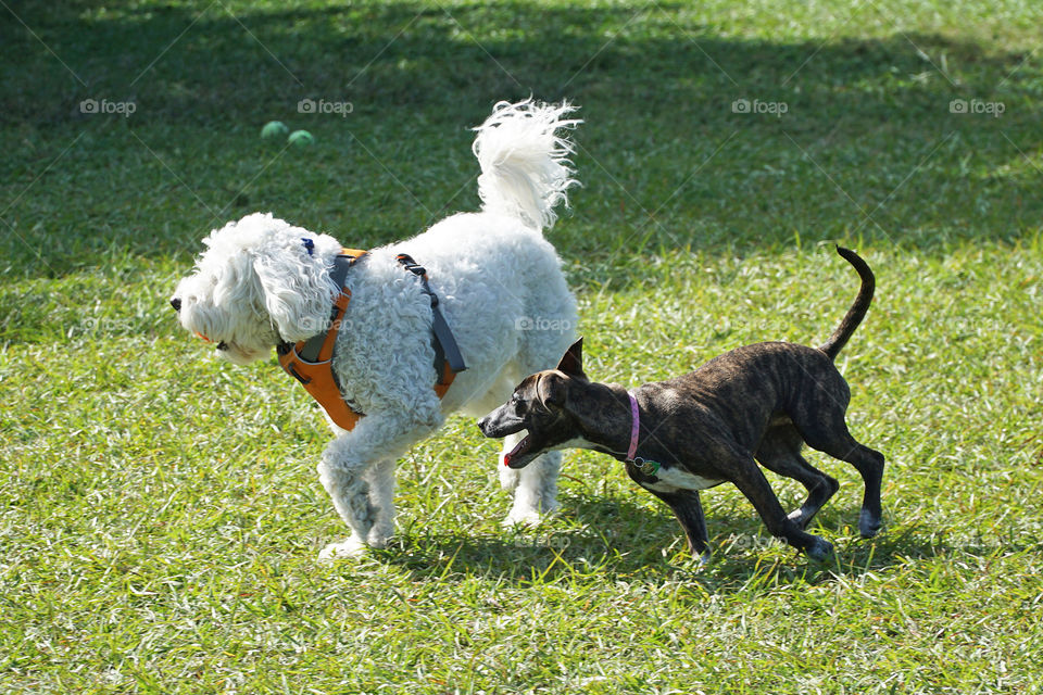 Two puppies playing at the park