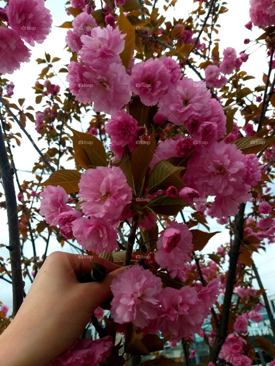 Because of their short flowering period, cherry blossoms are a metaphor for life itself: beautiful yet fleeting. – Shannon M. Mullen