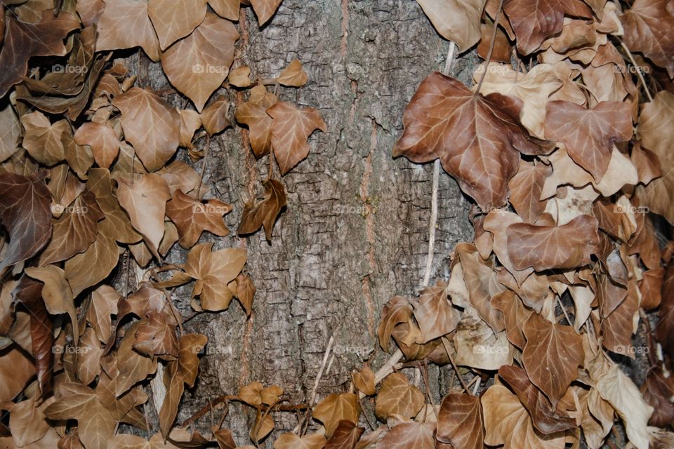 tree with yellowed yellow leaves, a frame for writing with an autumn motif