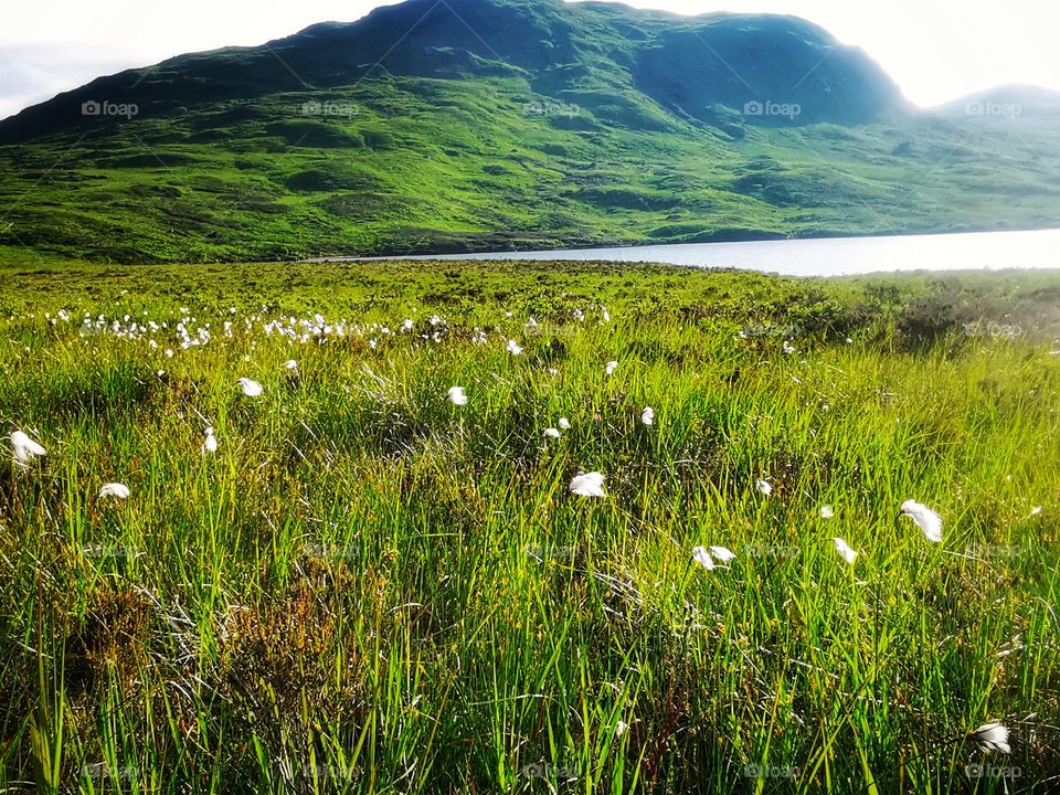 Cotton feilds of Scotland