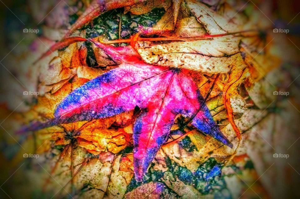 Fallen Autumn Leaves Spread Beauty