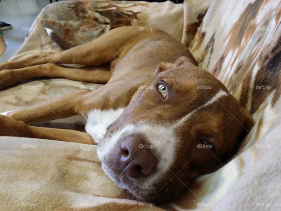 A Catahoula pit bull mix puppy dog looks sleepily up from her comfy chair