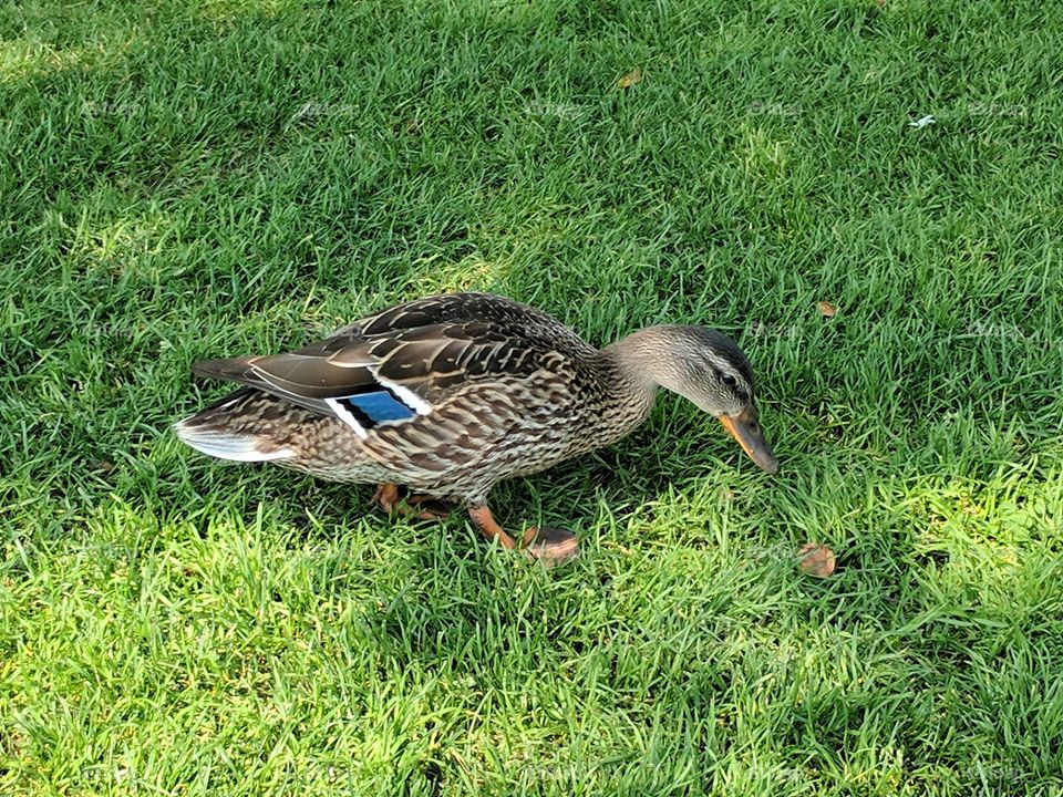 duck observing leaf
