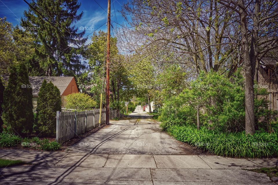 Empty road against trees