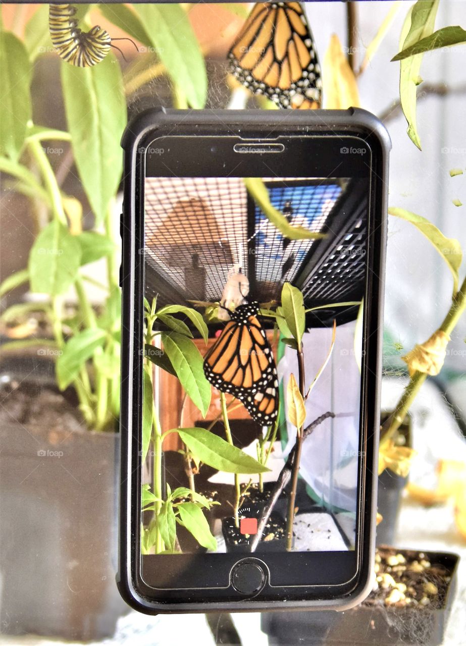 Vertical photo of a cell phone recording a butterfly getting ready to fly away