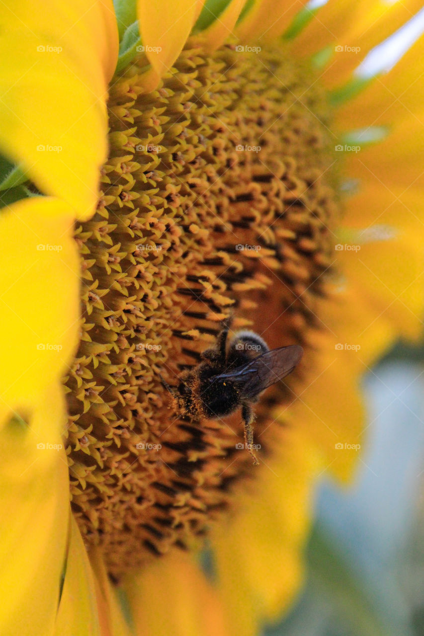 macro sunflower, bee