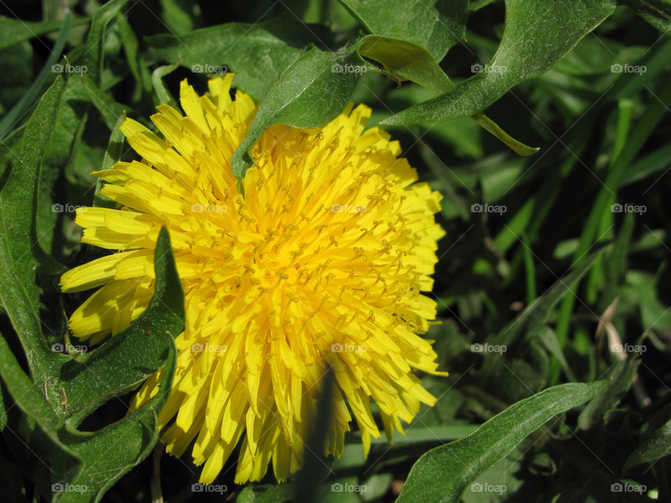 dandelion flower weed summer by danelvr032708