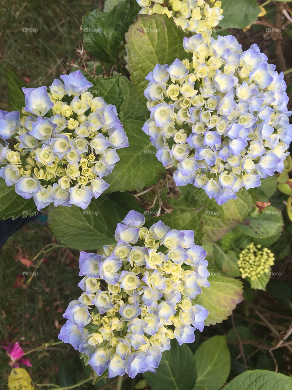 Hydrangeas