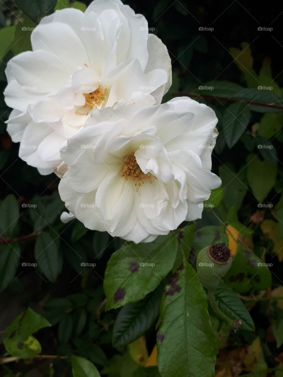 Two White Rose Flowers