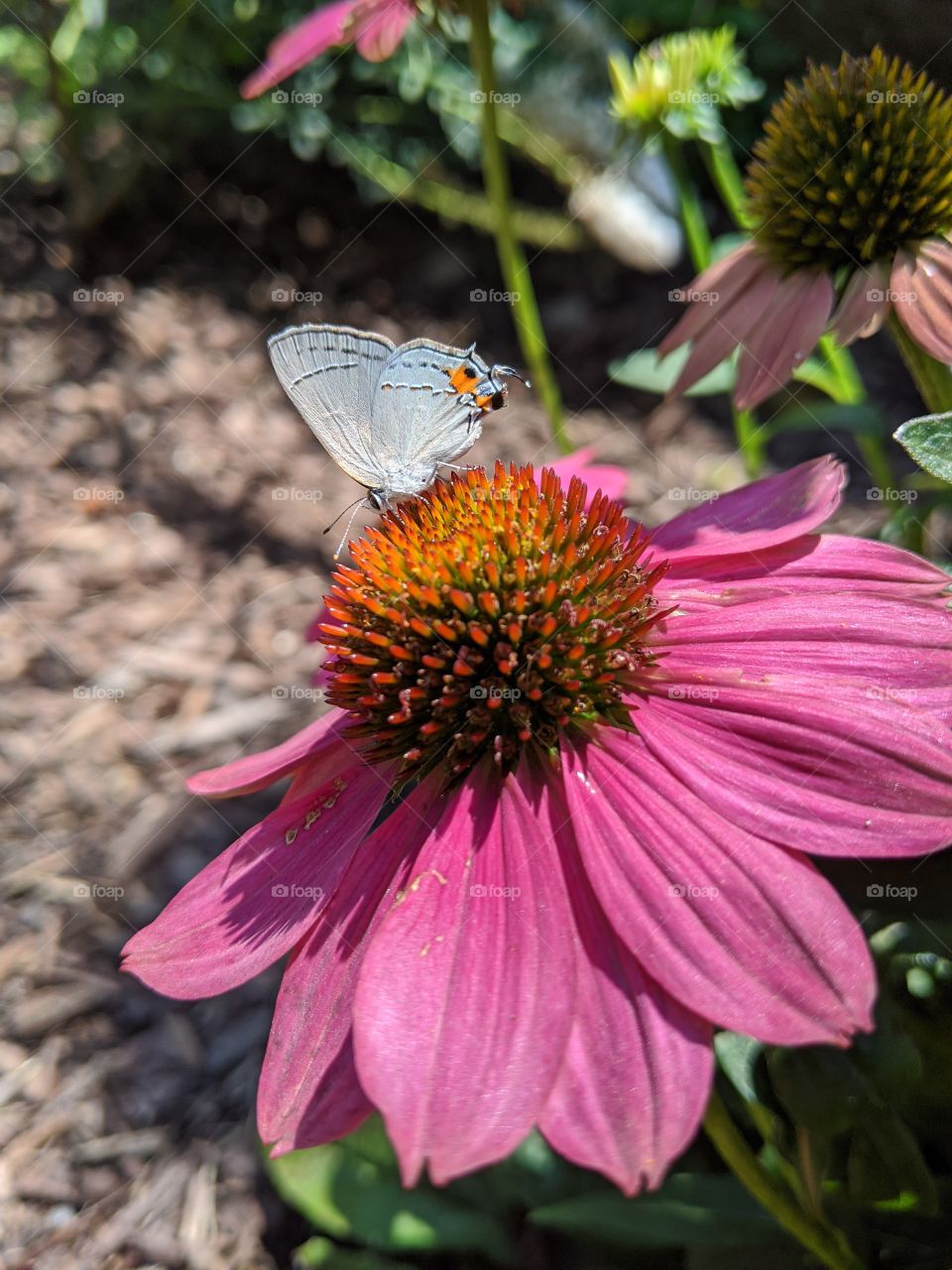 Eastern Tailed Blue