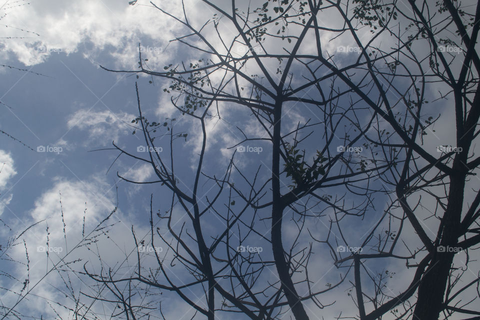 Winter, No Person, Desktop, Sky, Tree