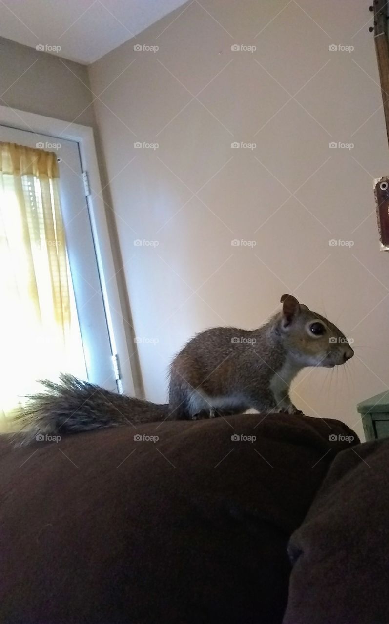 Squirrel