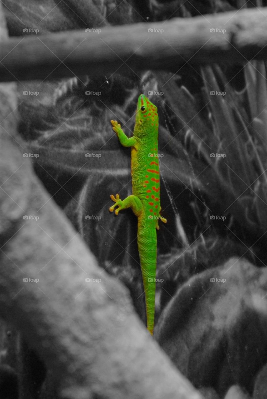 Gecko