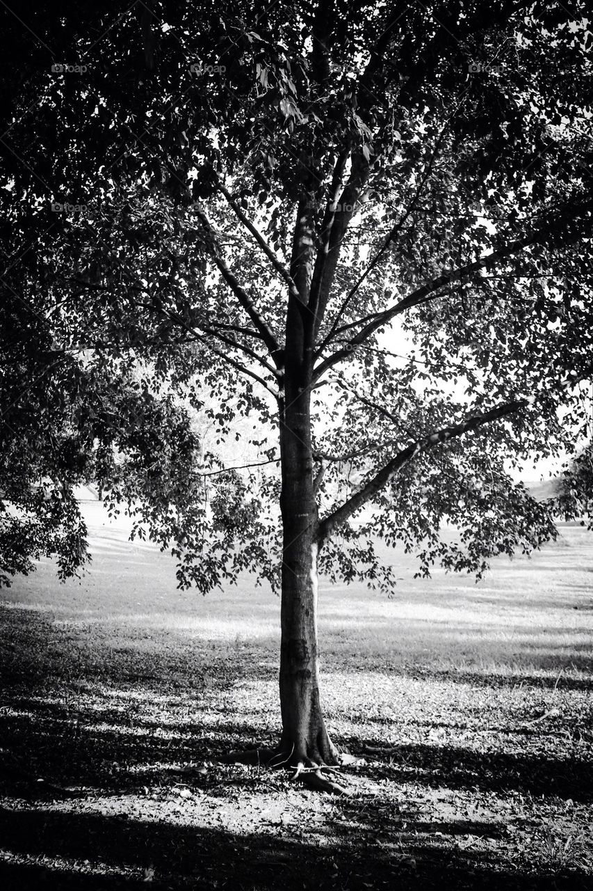 Black and white tree