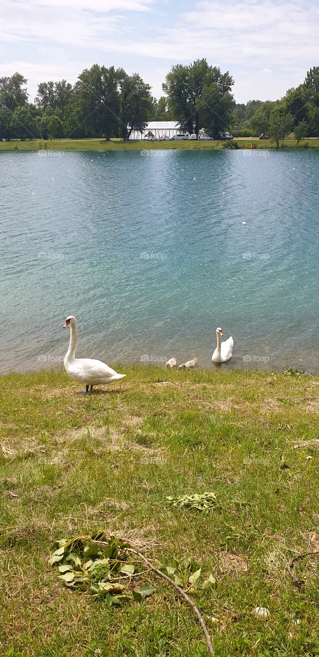 swans family