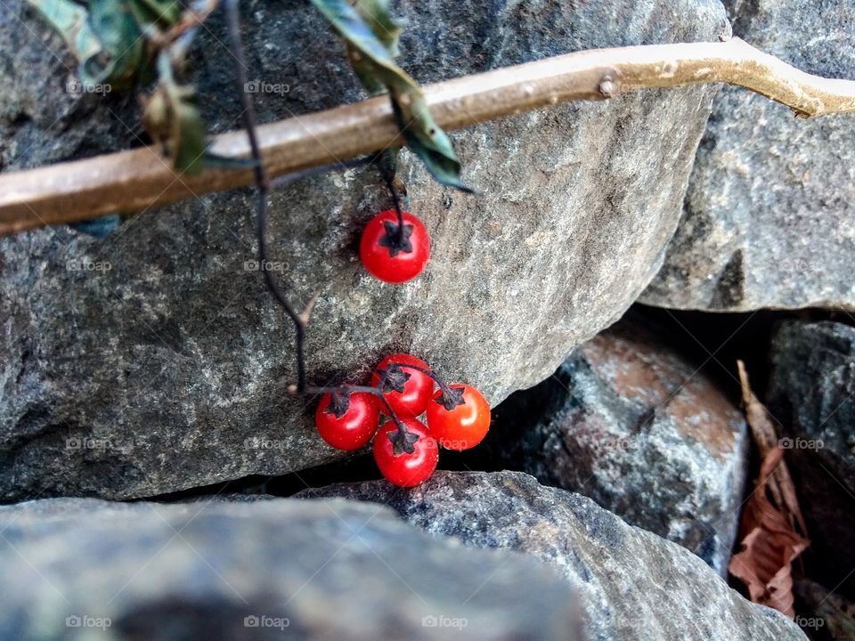 Autumn. Stones and red berries.