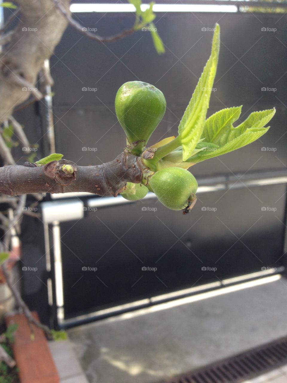 Close-up of fig tree with fruit