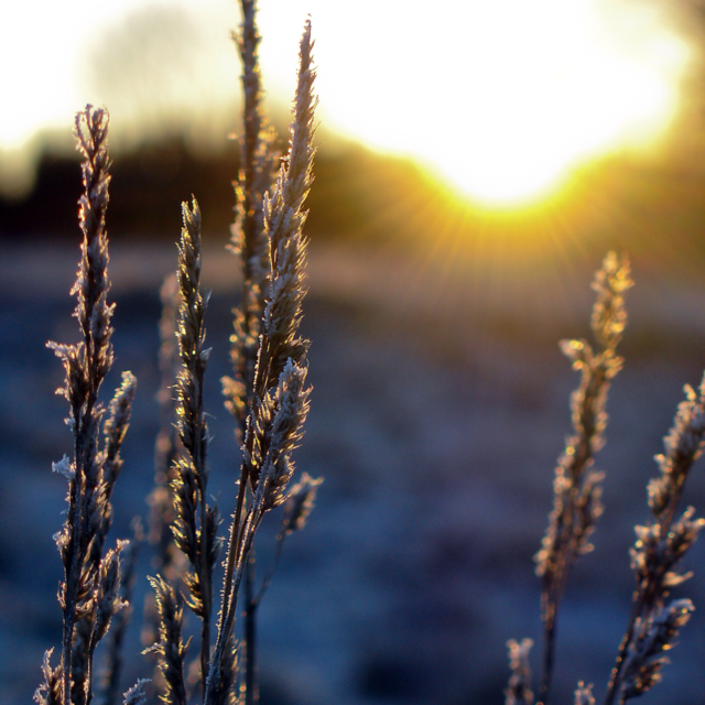 dawn