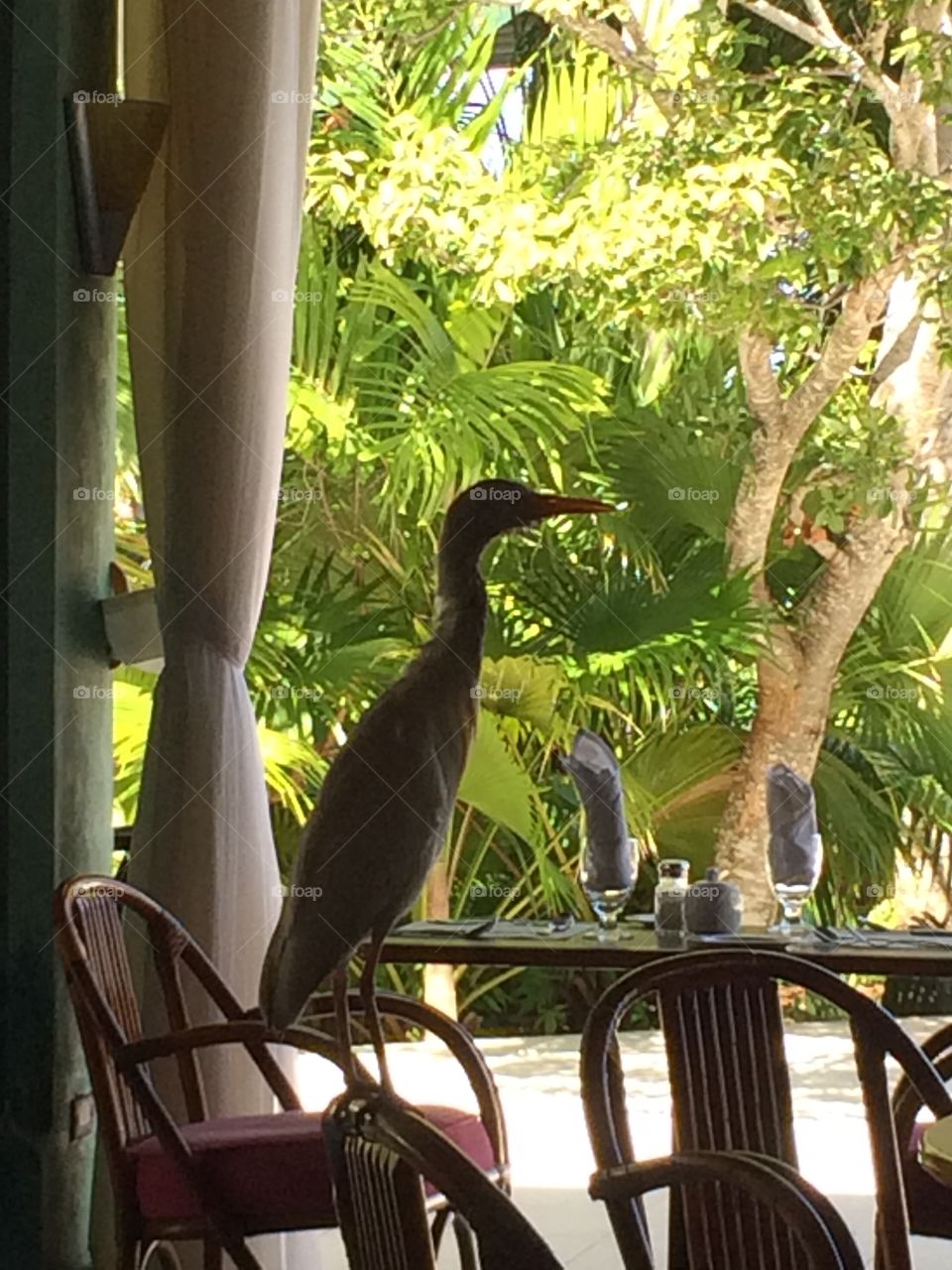 Bird eating breakfast in resturang