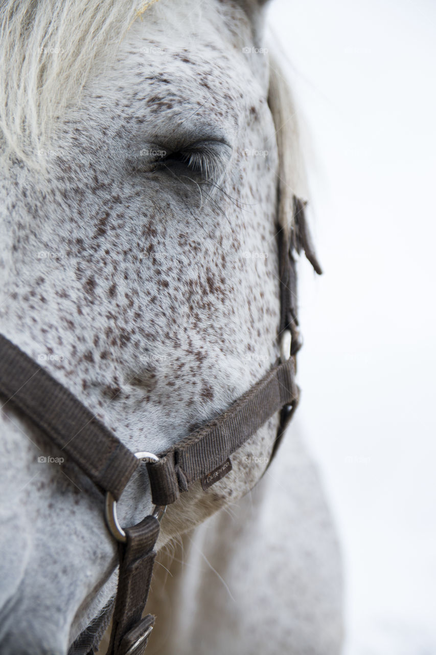 horse  portrait