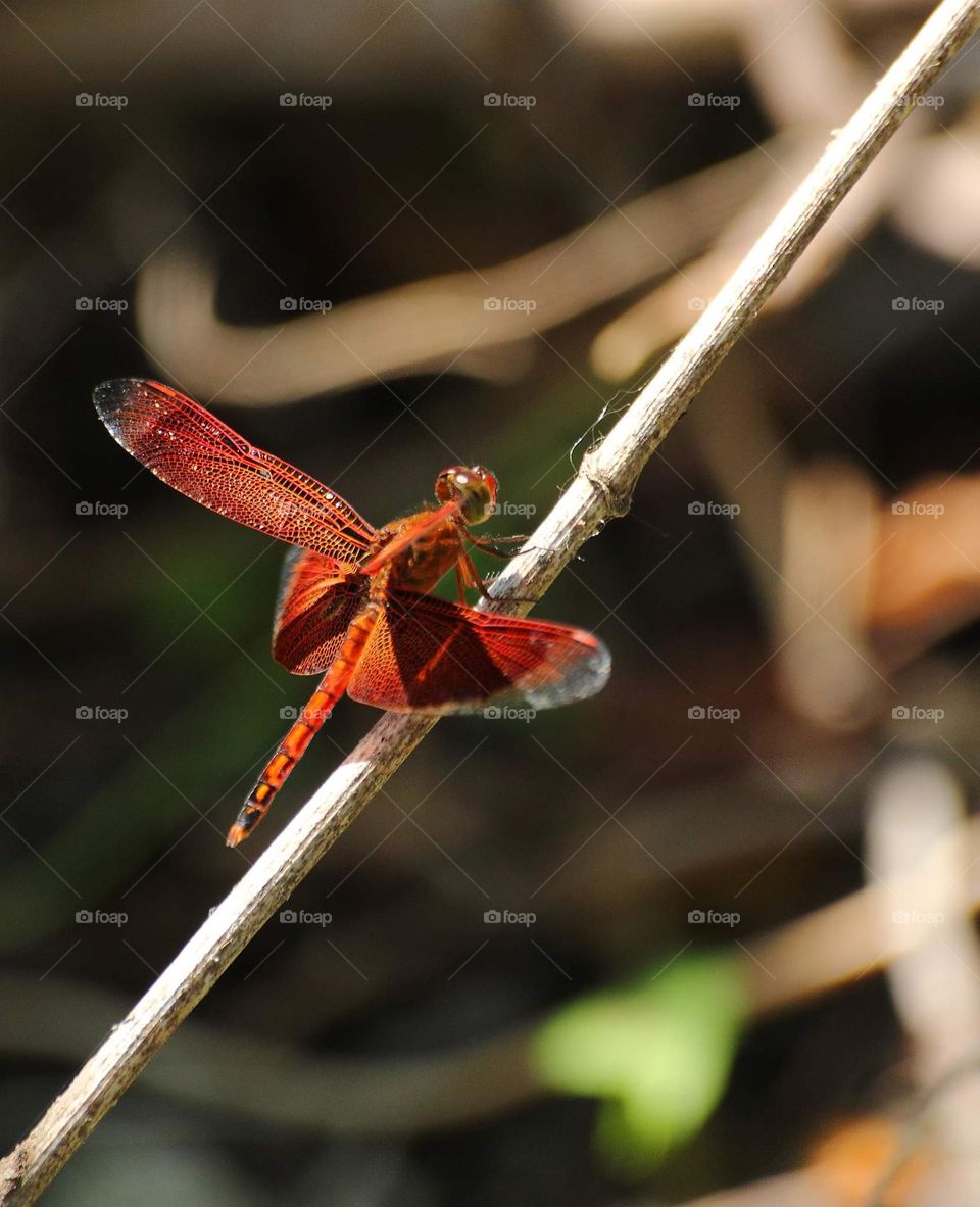 Red - Indonesian winged dragonfly. Red male Neurothemis fluctuans. The dragonfly's captured at the dryng. bamboo near the river .