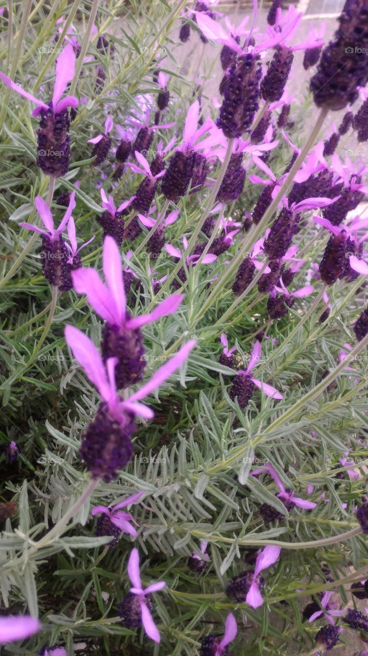 Purple flowers .   Silver​ anouk Spanish lavender