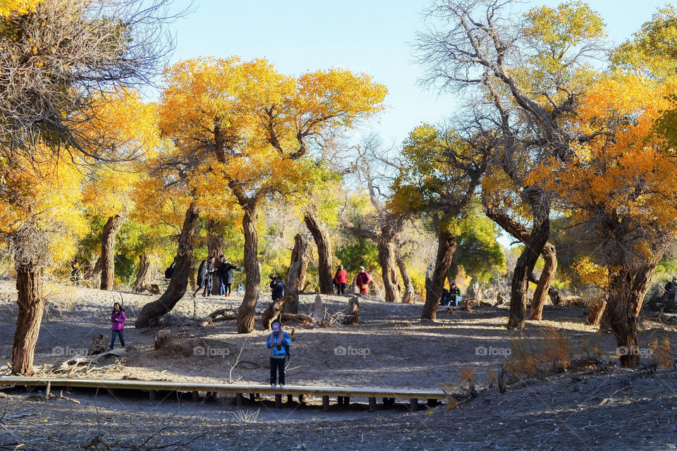 People enjoying the fact that Autumn has arrived at Ejina's Hu Poplar Forest. Inner Mongolia, China